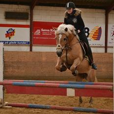 Haflinger Gullith