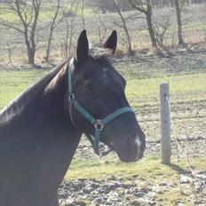 Oldenborg Cille af Casmaslund