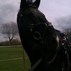 Oldenborg Cille af Casmaslund