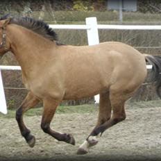 Anden særlig race Prinz