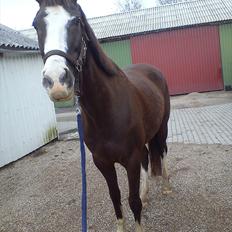 Anden særlig race DE Nell