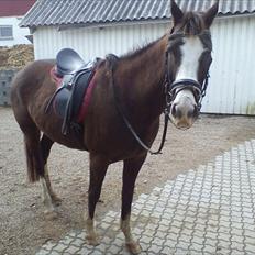 Anden særlig race DE Nell