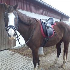 Anden særlig race DE Nell