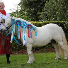 Shetlænder Bento Bomlund SH 416