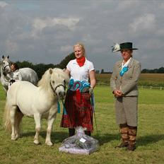 Shetlænder Bento Bomlund SH 416