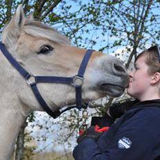 Fjordhest Freja *EUR*