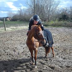 Hollandsk Sportspony IRIS