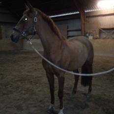 Hollandsk Sportspony IRIS