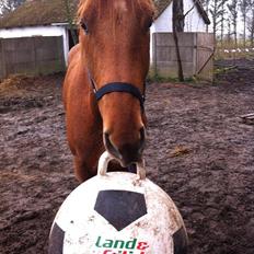 Anden særlig race Sheffield *min Baby*<3