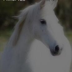 Anden særlig race Mille