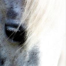 Anden særlig race Mille