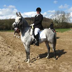 Arabisk fuldblod (OX) Gantrup fresiah ox