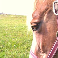 Pinto † Pucahontas †