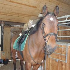 Anden særlig race Felix <3 R.I.P savner dig <3