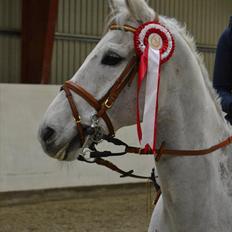 Tysk Sportspony AMERICAN JACKPOT (AMIGO)