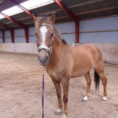 Anden særlig race Laura