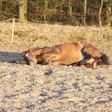 Anden særlig race Laura