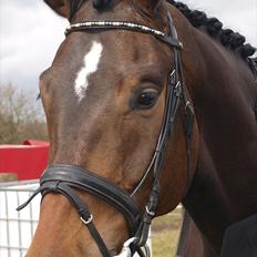 Holstener Dumbledore