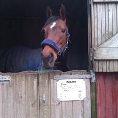 Anden særlig race Elipse