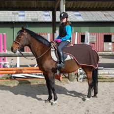 Anden særlig race Elipse