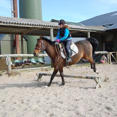 Anden særlig race Elipse