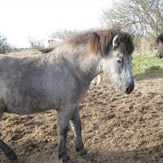 Islænder aöall Sendt  tilbage
