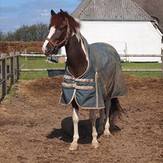 Lewitzer Picasso PIH 93 