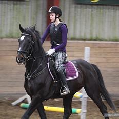 Dansk Varmblod Sazkibard S *My Soulmate*