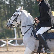 Anden særlig race Tøsen