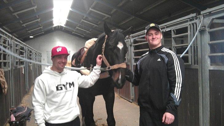 Zangersheide Quasianta B Z  billede 6