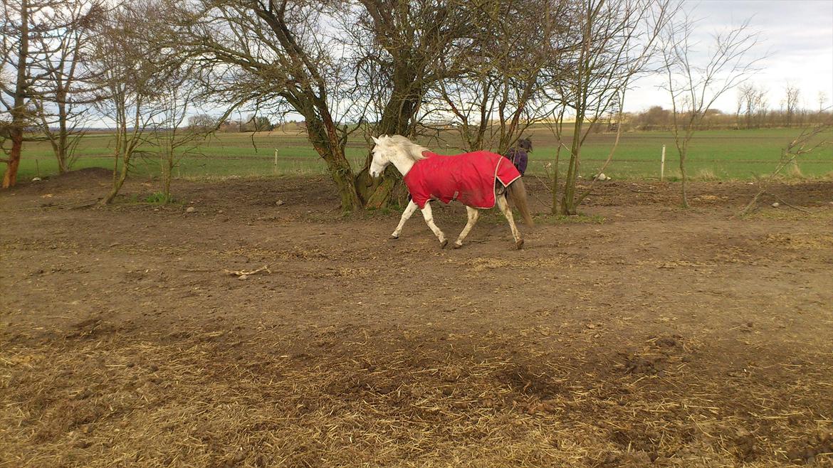 Anden særlig race Chili (Himmelhest) billede 14