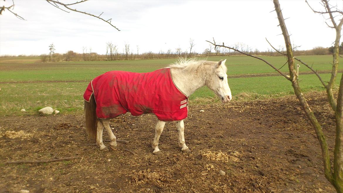 Anden særlig race Chili (Himmelhest) billede 15