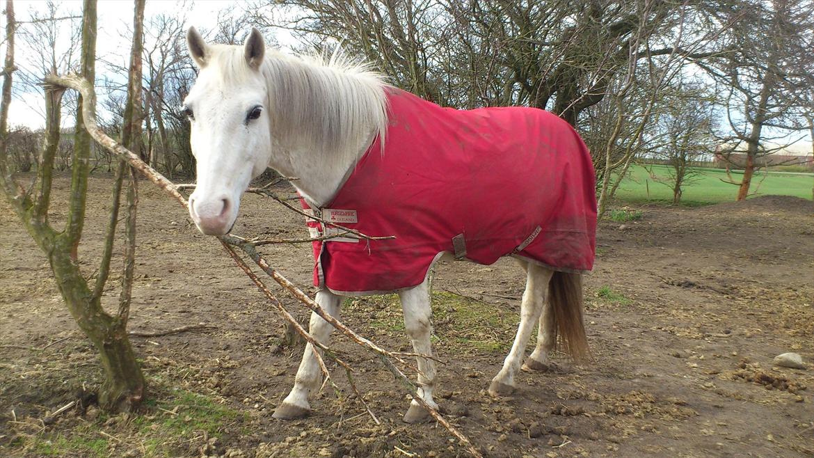 Anden særlig race Chili (Himmelhest) billede 16