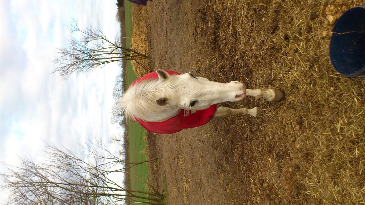 Anden særlig race Chili (Himmelhest) billede 17