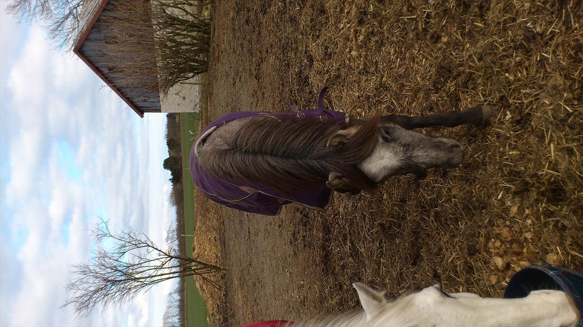 Welsh Pony (sec B) Mirain Talisman (solgt) billede 17