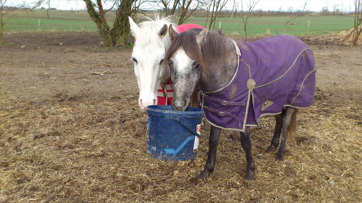 Welsh Pony (sec B) Mirain Talisman (solgt) billede 18