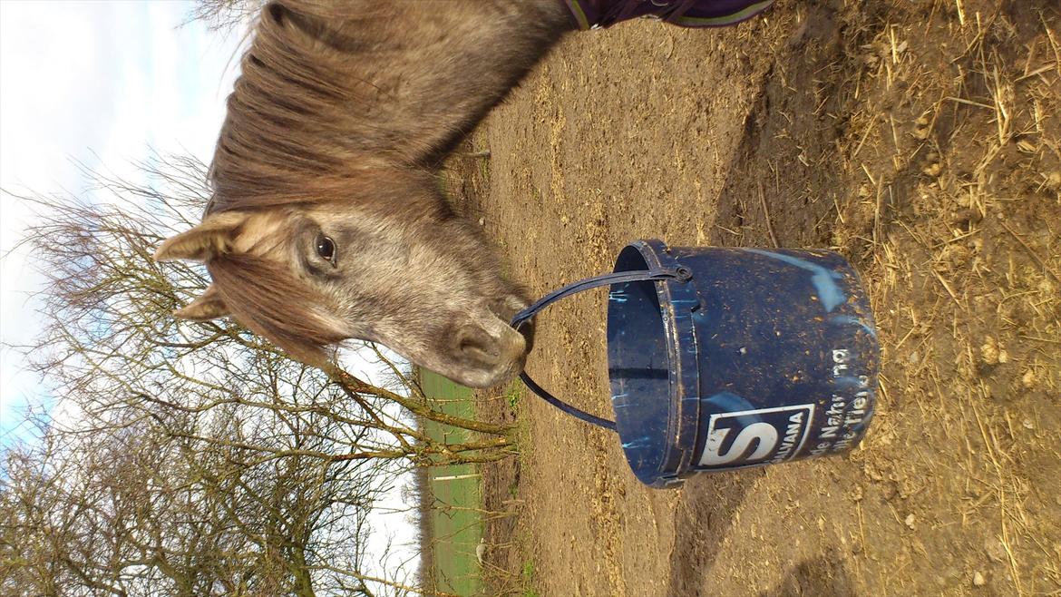 Welsh Pony (sec B) Mirain Talisman (solgt) billede 19