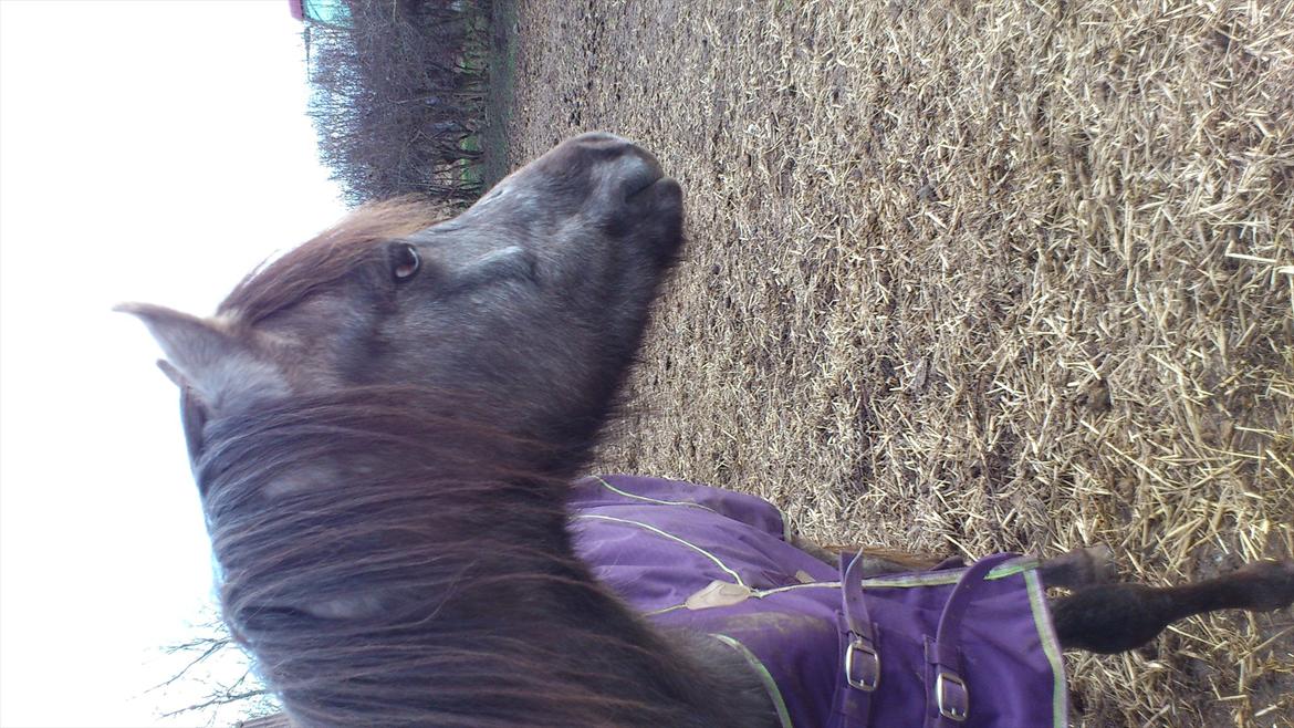 Welsh Pony (sec B) Mirain Talisman (solgt) billede 20