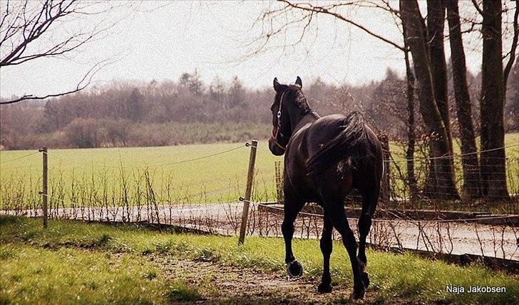 Hannoveraner Chanel " Gummibolden" billede 4