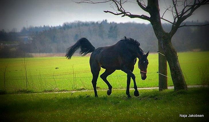 Hannoveraner Chanel " Gummibolden" billede 6