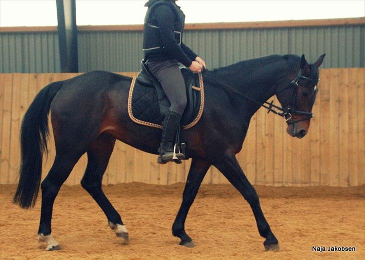 Hannoveraner Chanel " Gummibolden" - Som det så ud i starten <3 billede 12