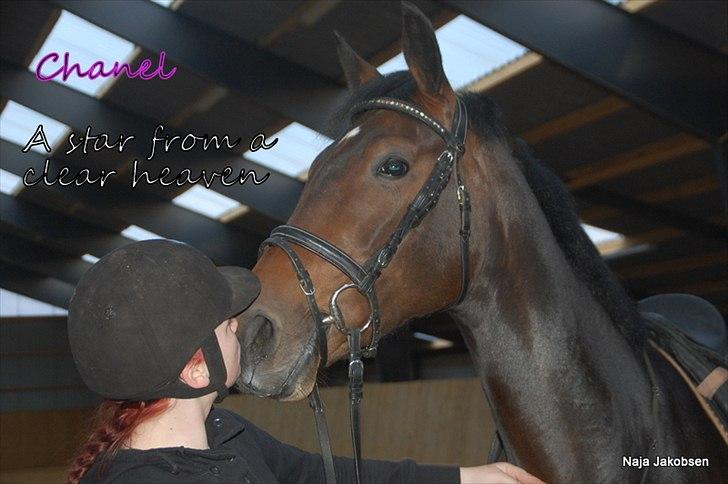 Hannoveraner Chanel " Gummibolden" billede 3