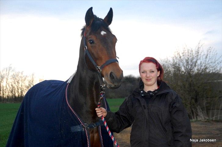 Hannoveraner Chanel " Gummibolden" billede 15