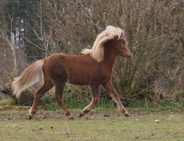 Islænder Neisti fra Lysenge - Hingstefold 2012 billede 9