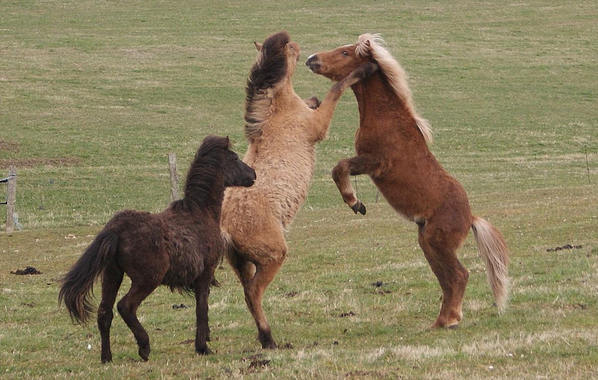 Islænder Neisti fra Lysenge - Neisti på hingste fold. 08.04.2012 billede 10