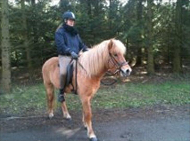 Islænder Audna **PRINSESSEN** - Vores første tur, hun var bare den bedste og var 100% sikker på hende <3 billede 17