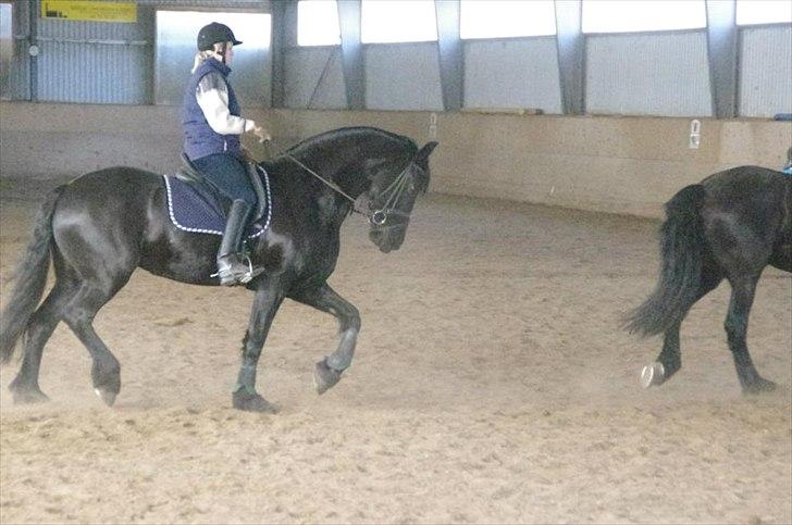 Frieser Neeltje Jacoba Van Swichum - Et støvet billede fra ridehuset på askov ridecenter ved tappernøje... billede 3