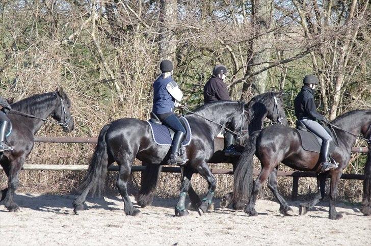 Frieser Neeltje Jacoba Van Swichum - Udetræning med Frieser Øst, hun er god blandt andre heste:-) billede 5
