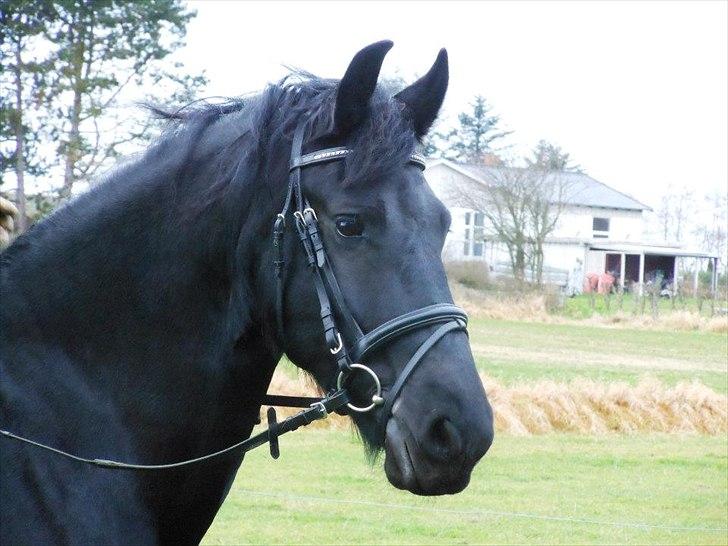 Frieser Neeltje Jacoba Van Swichum - Første tur på Neeltje, glad og tilfreds .-) billede 10