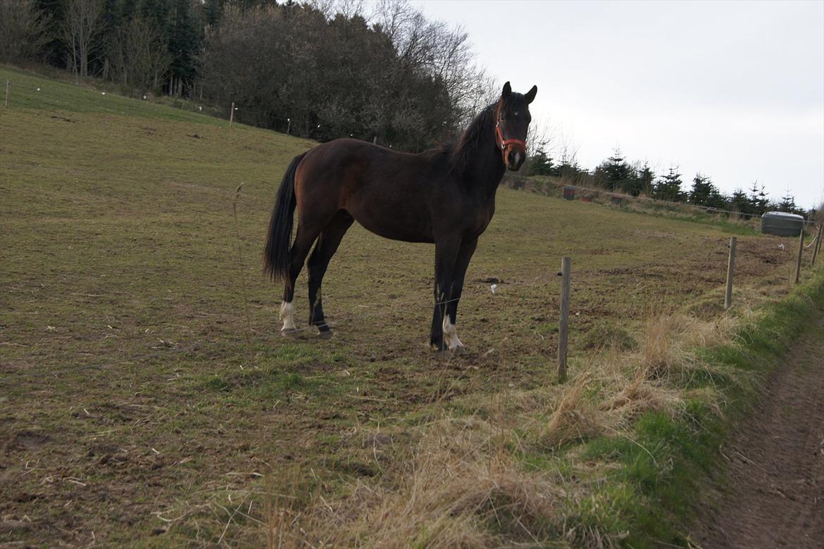 Dansk Varmblod Dortheasmindes Domino - Domino 2 år billede 14